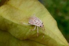 Halyomorpha halys