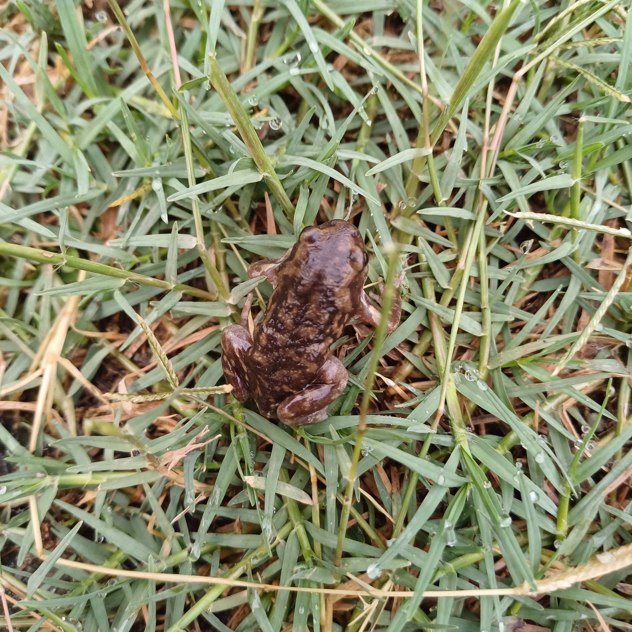 Marbled Balloon Frog