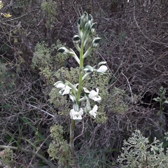 Chloraea galeata
