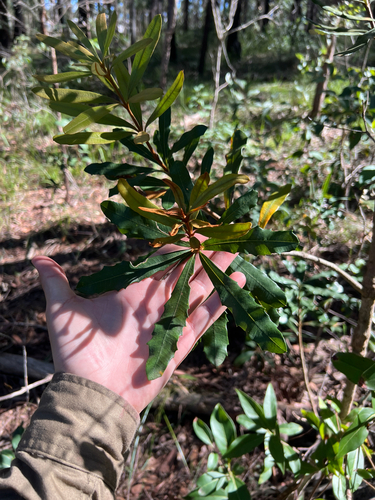 Banksia integrifolia