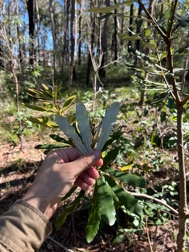 Banksia integrifolia