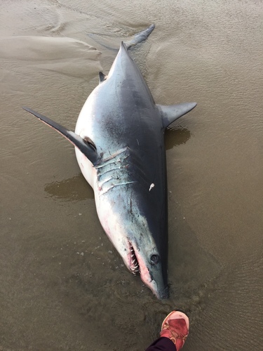 Shortfin Mako photographed in Oregon