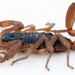 Durango Bark Scorpion - Photo (c) Centruroides_suffusus_1.jpg, some rights reserved (CC BY-SA)