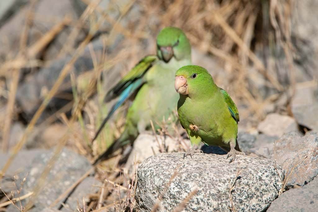 Red-billed Parakeet