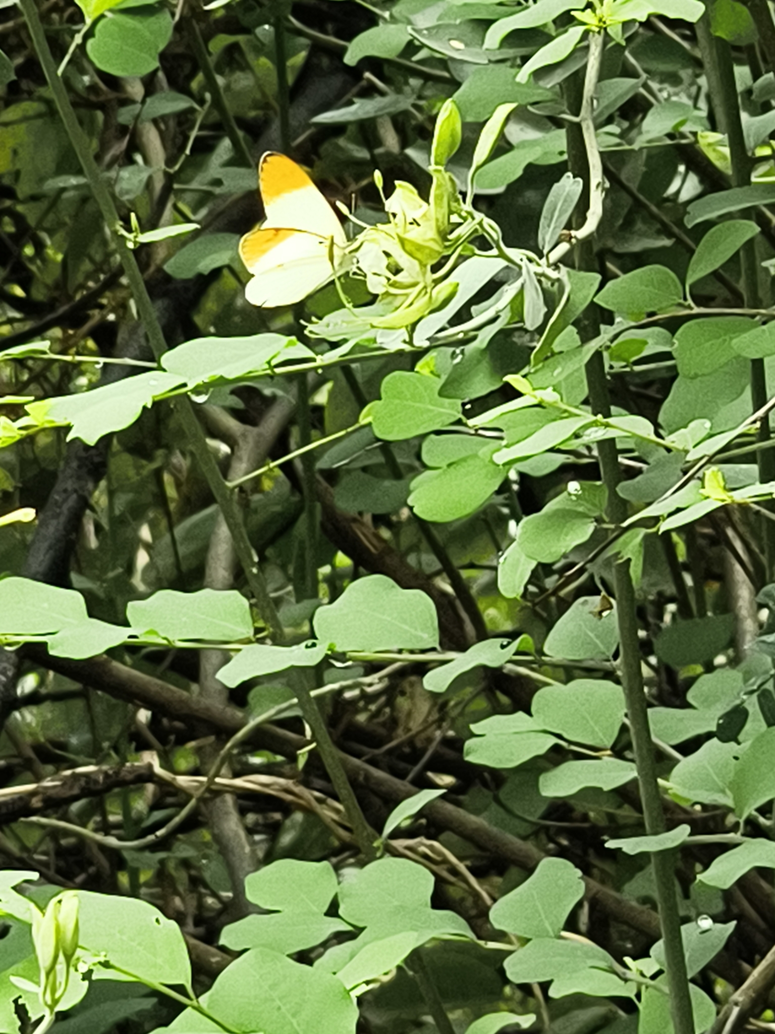 Plain Orange-Tip