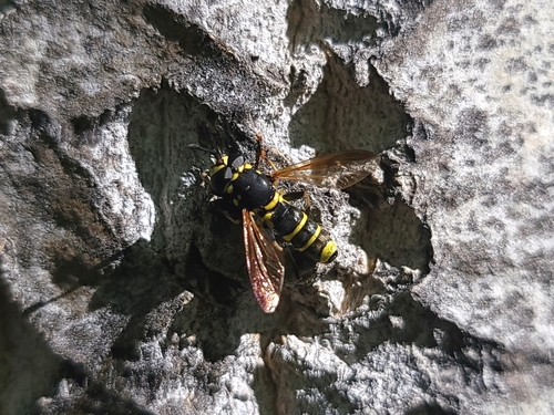 Unknown species found near Eagle, ID, USA