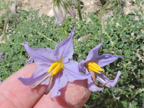 Image of Solanum citrullifolium by (c) Sam Kieschnick, some rights reserved (CC BY)