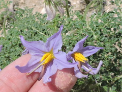 Solanum citrullifolium