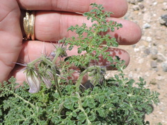 Solanum citrullifolium