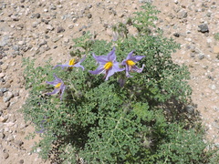 Solanum citrullifolium