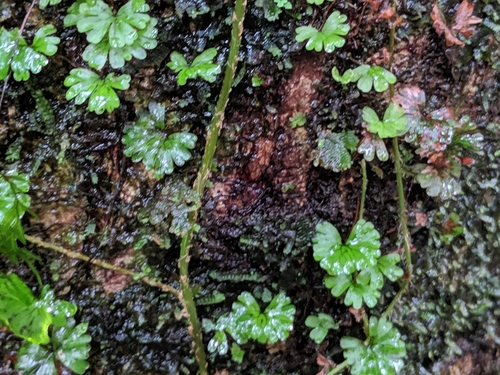 Hymenophyllum sibthorpioides image