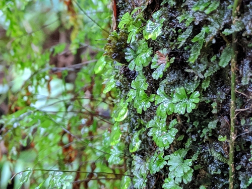 Hymenophyllum sibthorpioides image