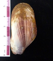Modiolus americanus