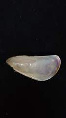 Mytella