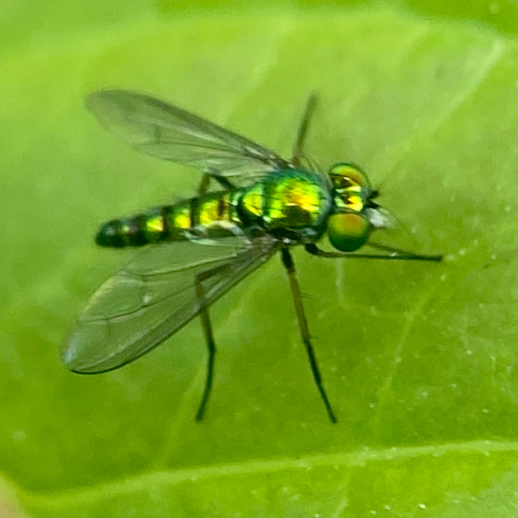 Condylostylus nigrofemoratus