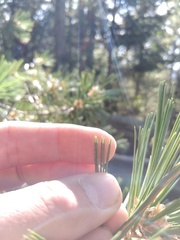 Pinus strobiformis