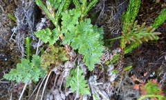 Cryptogramma sitchensis