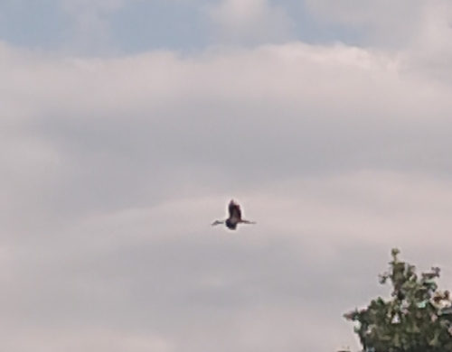 Black Stork