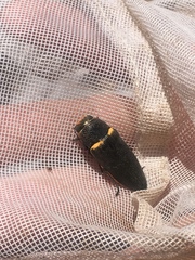 Hippomelas sphenicus