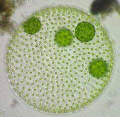 Volvox aureus