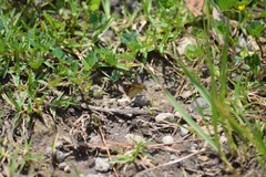 Piruna gyrans
