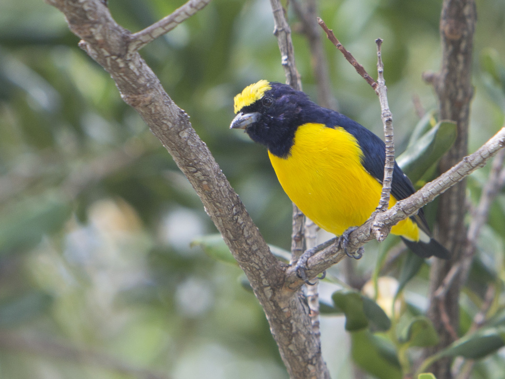 Trinidad Euphonia (Euphonia trinitatis) photo