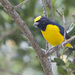 Trinidad Euphonia - Photo (c) Oswaldo Hernández, some rights reserved (CC BY-NC), uploaded by Oswaldo Hernández