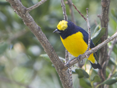 Euphonia trinitatis