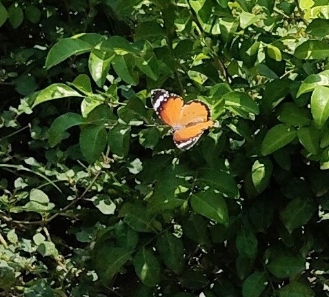 Plain Tiger