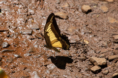 Heraclides androgeus