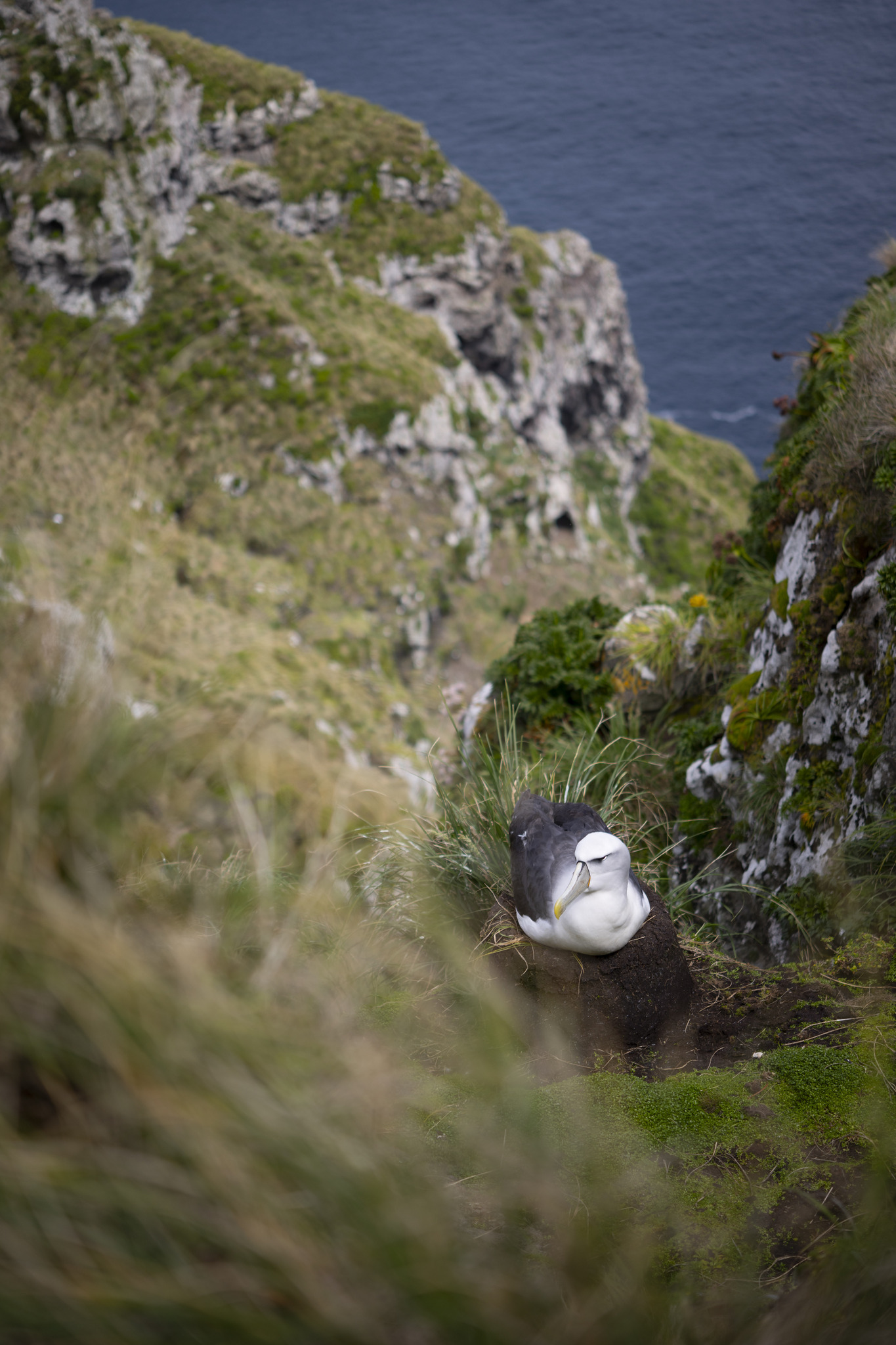 White-capped Albatross illustration