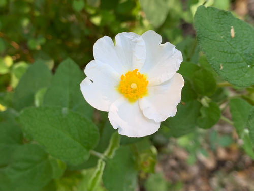 Avistamiento Cistus salviifolius