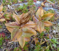 Gentiana platypetala