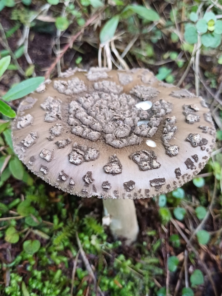 Amanita nothofagi · May 2025 · photo: © steviakiwi23 (iNaturalist, cc0)