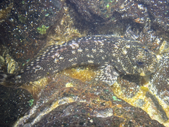 Vermiculated Blenny photo 2