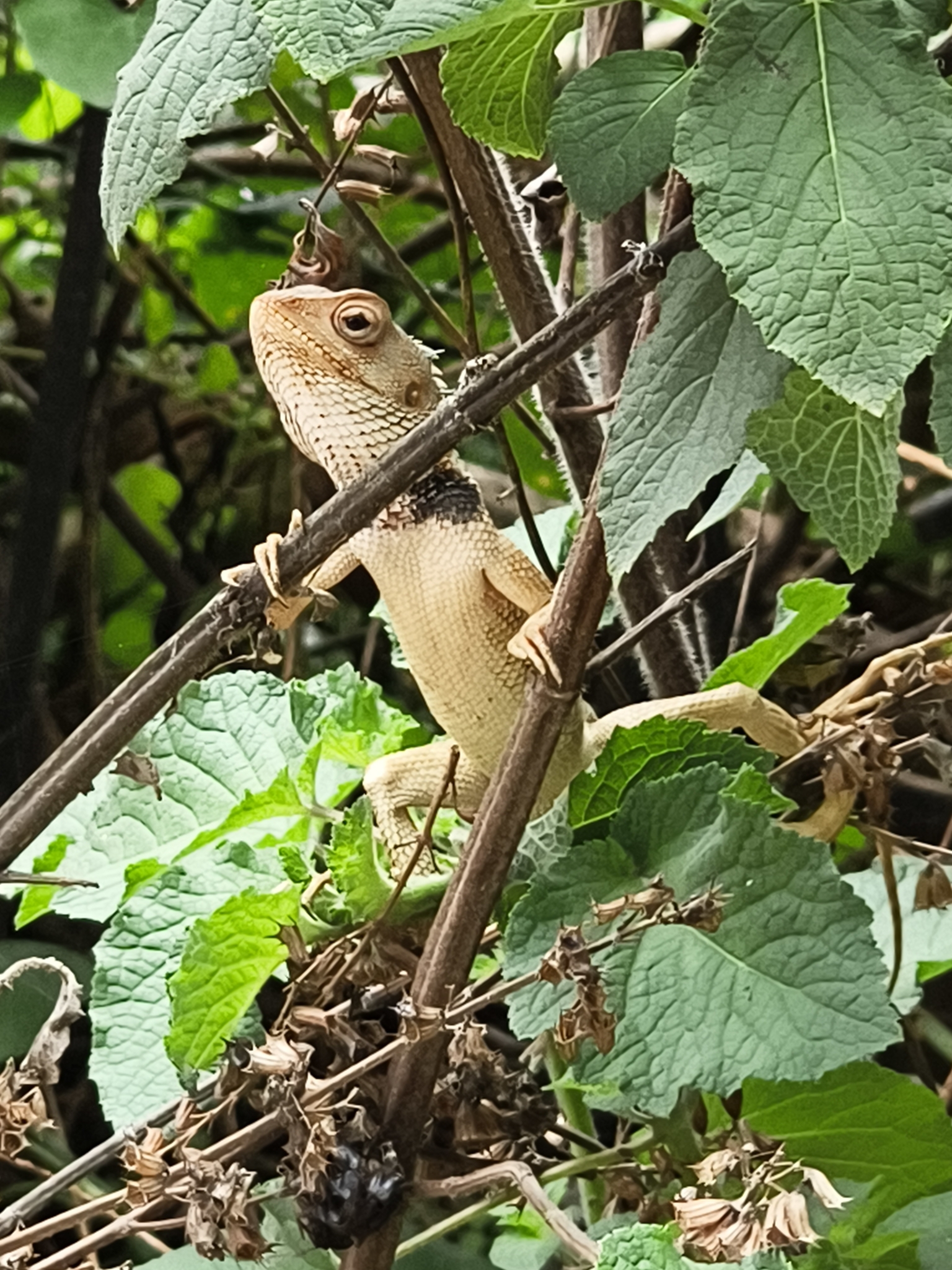 Oriental Garden Lizard