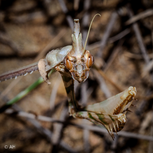 Empusa spinosa