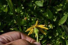 Arnica longifolia