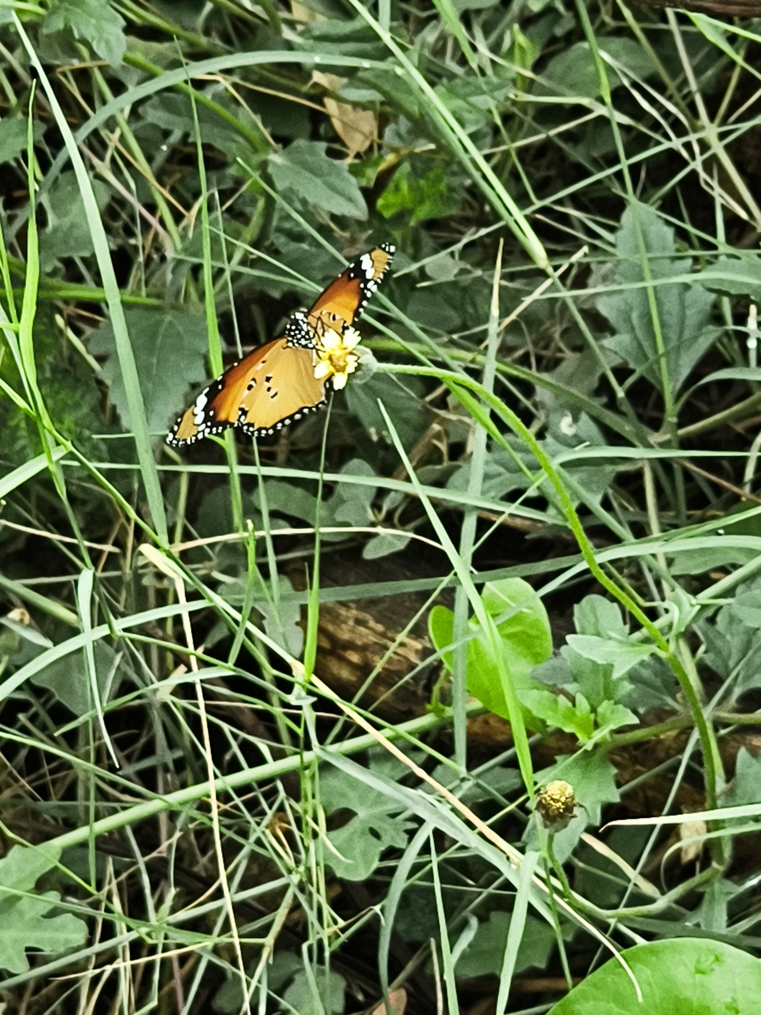 Plain Tiger