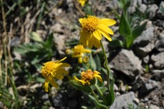 Arnica longifolia