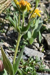 Arnica longifolia