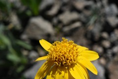 Arnica longifolia