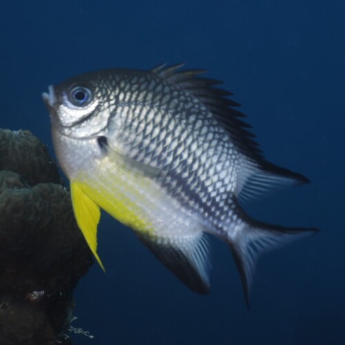 Golden-scaled damsel-fish (Amblyglyphidodon leucogaster) — Pomacentridae — 4