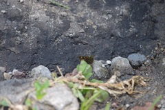 Piruna gyrans