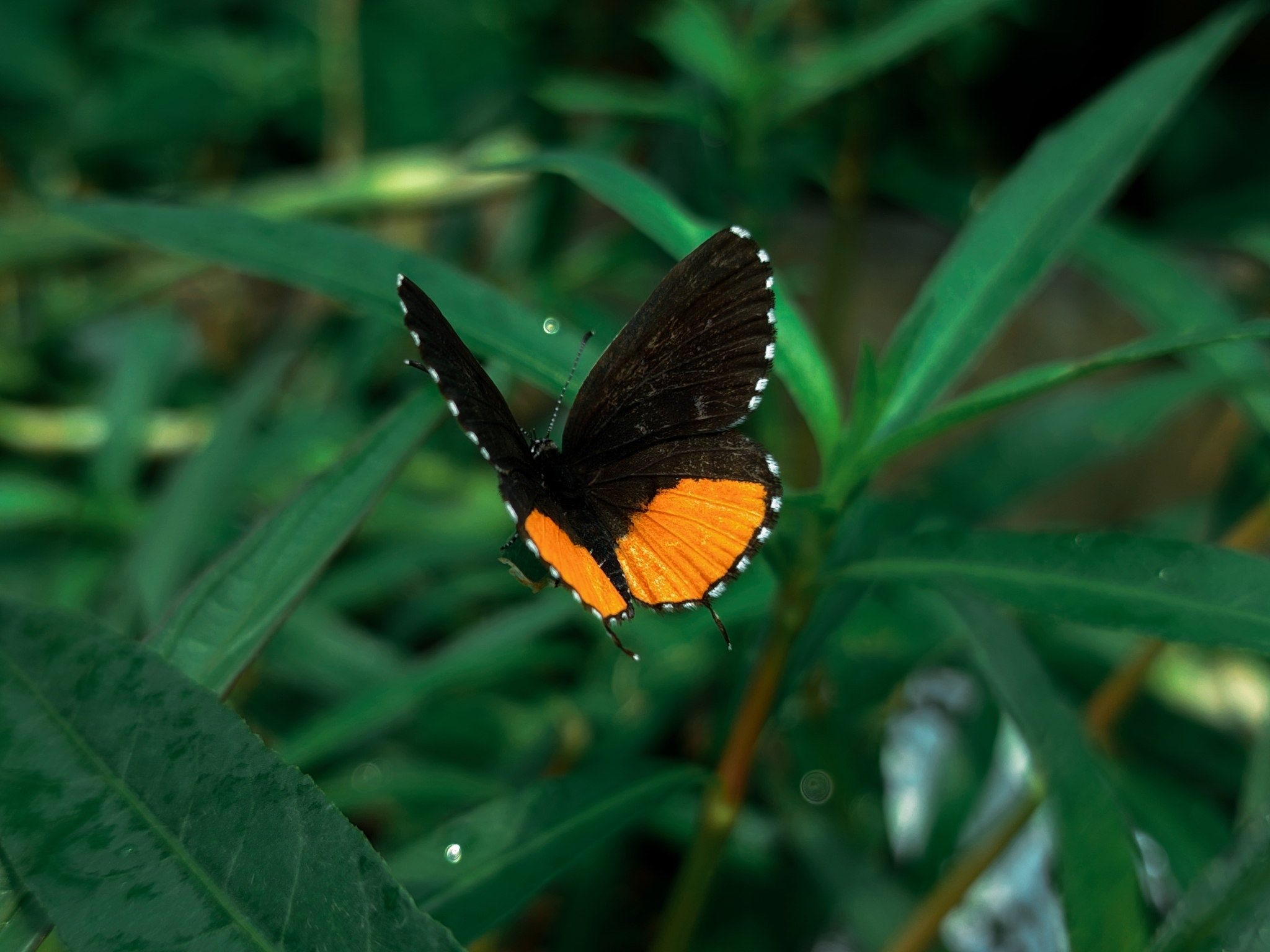 Red Pierrot