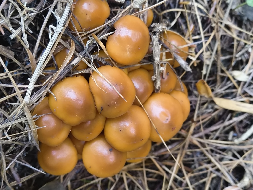 Flammula