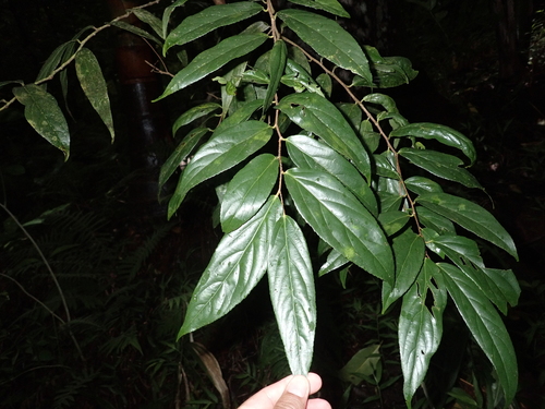 Flacourtia rukam observed 2025-05-20