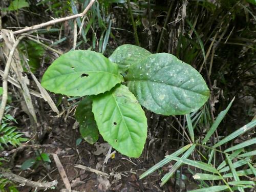Helicia lamingtoniana, 2025-05-20