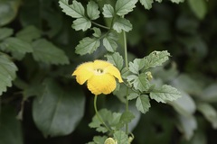 Momordica cardiospermoides