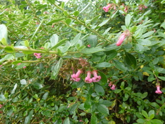 Escallonia rubra macrantha
